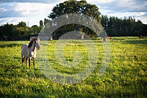 Horses on a meadow