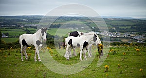 Horses on a meadow