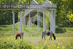 Horses in meadow