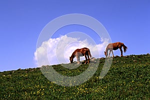 Horses in the meadow