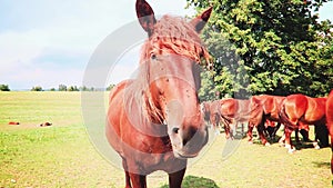 Horses on the meadow