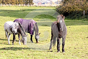 Horses on meadow in autumn