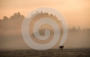 Horses on the meadow in the early morning