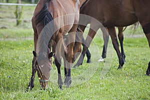 horses on the meadow in the summer photo