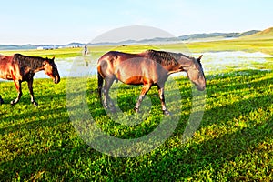 The horses on the meadow sunrise