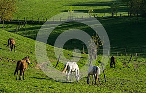 Horses on Meadows