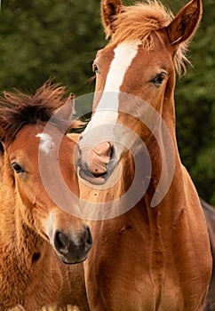 Horses on the meadows, summer