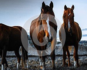 Horses are metting an human