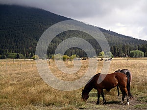 Horses And Mist photo