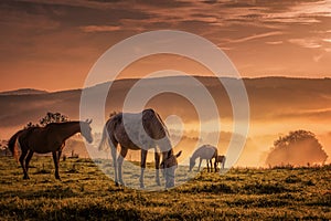 Horses in the mist while browsing