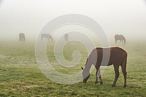 Horses in the mist