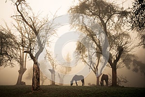 Horses in the mist of the orchard
