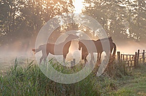 Horses in mist at sunrise