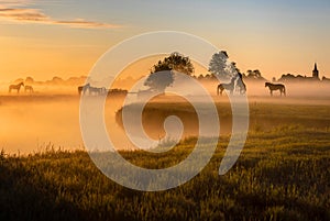 Horses in a misty Dutch landscape