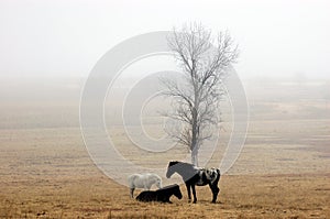 Horses in a misty field