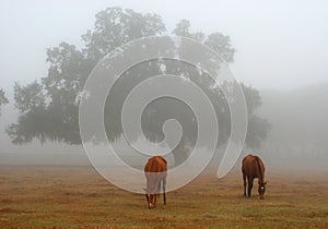 Horses in misty field