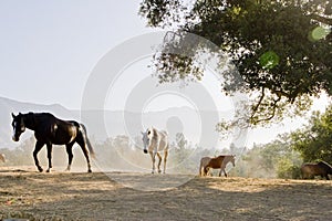 Horses in the Morning