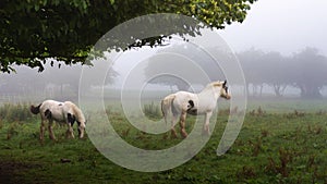 Horses in the morning field