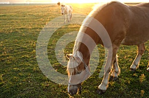 Horses and morning fog