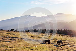 Horses at the morning on mountains with beautiful light