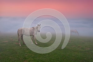 horses at morning sunrise with fog