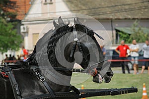 Horses, the most beautiful animals