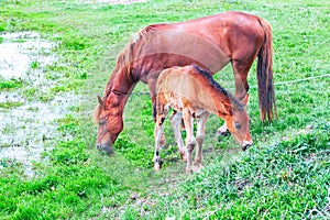 Horses Mothe and child