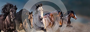 Horses in motion close up portrait