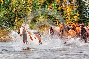 Kone v pohyb cval cez rieka v počas jeseň 