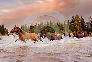 Koně v pohyb cval přes řeka v během podzim 