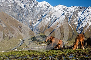 Horses on Mount Kazbek