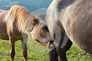 Horses in the mountain