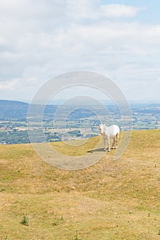 Horses on the mountain of Abergavenny, wales, England, uk