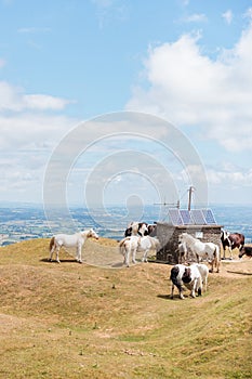 Horses on the mountain of Abergavenny, wales, England, uk