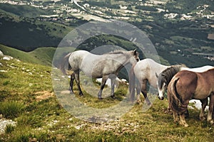 horses in the mountain area of the gran sasso d'italia abruzzo