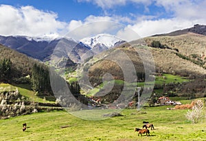 Horses in the mountain landscape of the Picos de Europa