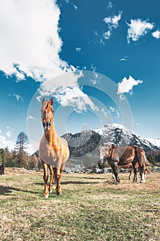 Horses in mountain meadow