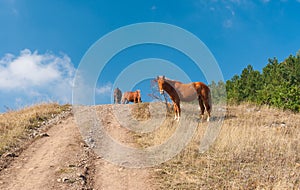 Horses on a mountain pasture Demerdzhi