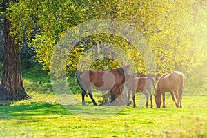 Horses in mountain ranch