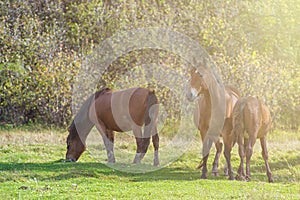 Horses in mountain ranch