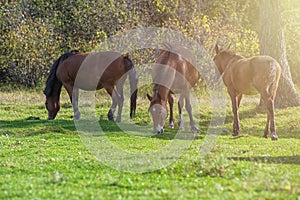 Horses in mountain ranch