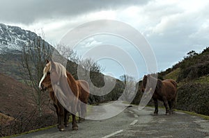 Horses in Mountain Road