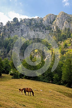 Horses in the mountain of Sinjajevina, Montenegro