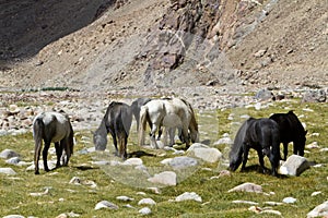 Horses in Mountains