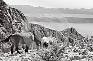 Horses in mountains