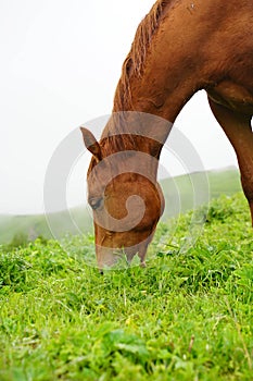 horses mountains animals beautiful meadows passes caucasus
