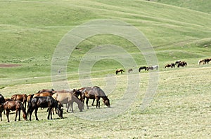 Horses in the mountains, equine, nag, hoss, hack, dobbin