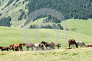 Horses in the mountains, equine, nag, hoss, hack, dobbin