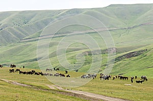 Horses in the mountains, equine, nag, hoss, hack, dobbin