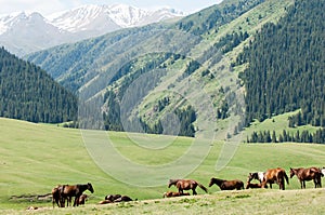 Horses in the mountains, equine, nag, hoss, hack, dobbin